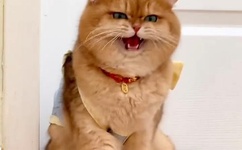 清冷受被做到崩溃NP肉